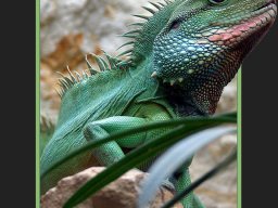 Tiere / Animals